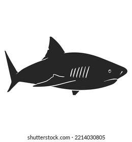 Hand drawn shark vector illustration