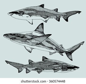 Hand drawn sharks. vector illustration.