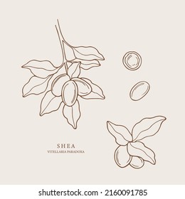Hand drawn shea collection. Botanical design for organic cosmetics, medicine svg
