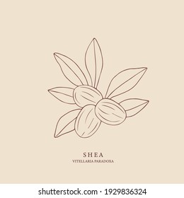 Hand drawn shea illustration. Botanical design for organic cosmetics, medicine svg