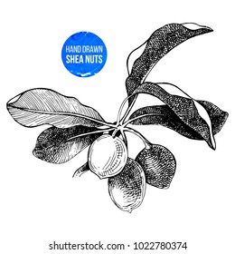 Hand drawn shea nuts branch. Vector illustration in vintage style