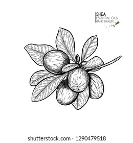 Hand Drawn Shea Plant Branch And Nuts. Engraved Vector Illustration. Medical, Cosmetic Plant. Moisturizing Butter,essential Oil. Cosmetic, Medicine, Treating, Aromatherapy Package Design Skincare.