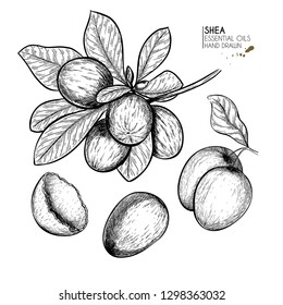Hand drawn shea plant branch and nuts. Engraved vector illustration. Medical, cosmetic plant. Moisturizing butter,essential oil. Cosmetic, medicine, treating, aromatherapy package design skincare. svg