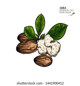 Hand drawn shea plant branch and nuts. Engraved colored vector illustration. Medicinal, cosmetic plant. Moisturizing butter,essential oil. Cosmetic, treating, aromatherapy package design skincare