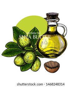 Hand drawn shea plant branch and nuts. Engraved colored vector illustration. Medicinal, cosmetic plant. Moisturizing butter,essential oil. Cosmetic, treating, aromatherapy package design skincare