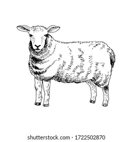 Hand drawn sheep. Farm animal. Vector illustration in retro style