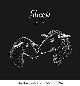 Hand drawn sheep head