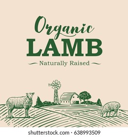 Hand drawn sheep on pasture with text organic lamb, vector
