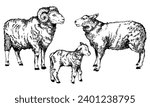 Hand drawn Sheep Ram Lamb family in sketch style. Wool, symbol of the lamb. Farm animals vintage vector illustration