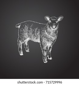 Hand Drawn Sheep Sketch Symbol. Vector Ewe Element In Trendy Style.