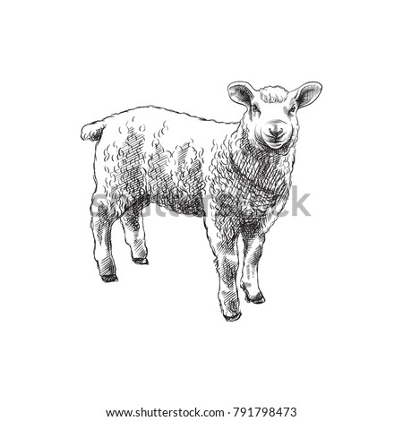 Hand Drawn Sheep Sketch Symbol. Vector Ewe Element In Trendy Style.