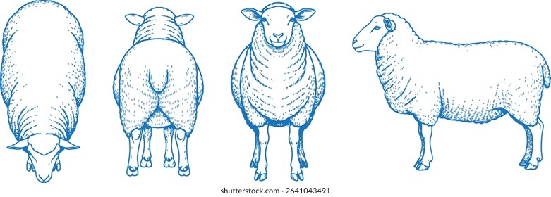 Hand Drawn Sheep Vector Illustration Showing Front, Back, Side and Top Views in Clean Line Art Style for Farm Animal Design, Livestock Anatomy Reference, and Agricultural Graphics

