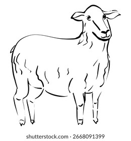 Hand drawn sheep. Vector illustration. 