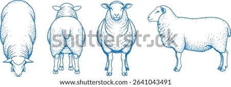 Hand Drawn Sheep Vector Illustration Showing Front, Back, Side and Top Views in Clean Line Art Style for Farm Animal Design, Livestock Anatomy Reference, and Agricultural Graphics

