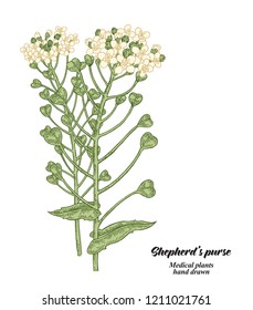 Hand drawn Shepherd's purse plant isolated on white background. Medical hebs. Vector illustration.