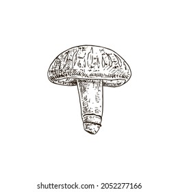 Hand drawn shiitake mushroom. Isolated sketch on white background. Vector illustration.