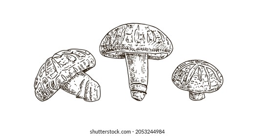 Hand drawn shiitake mushroom. Isolated sketch on white background. Vector illustration.