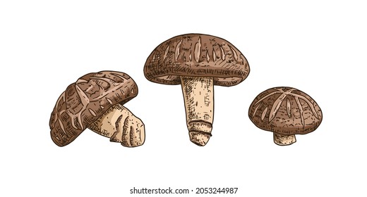 Hand drawn shiitake mushroom. Isolated sketch on white background. Vector illustration.