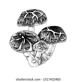 Hand drawn shiitake mushroom. Vector illustration.