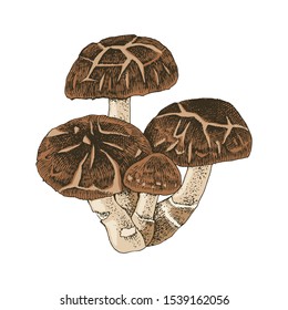 Hand Drawn Shiitake Mushroom. Vector Illustration.