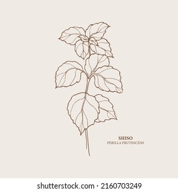 Hand drawn shiso. Botanical line art illustration