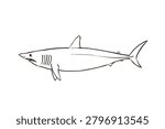 Hand Drawn Shortfin Mako Shark Line Art Illustration