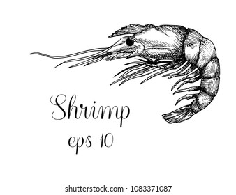 Hand drawn shrimp