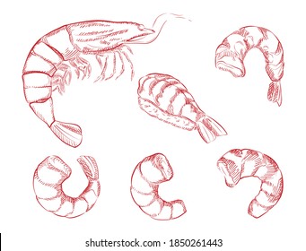 Hand drawn of shrimp. Design element for logo, label, sign, poster, t shirt. Vector illustration