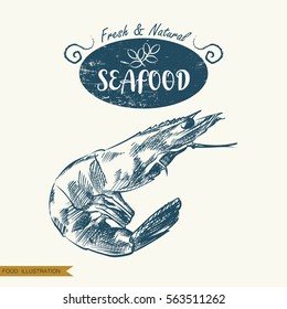 Hand drawn shrimp isolated on white background. Seafood elements sketch. Oysters vector illustrator. Retro style
