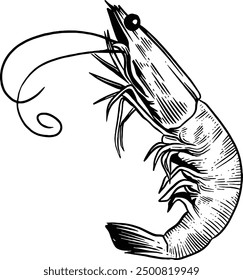 Hand drawn Shrimp Sketch Illustration