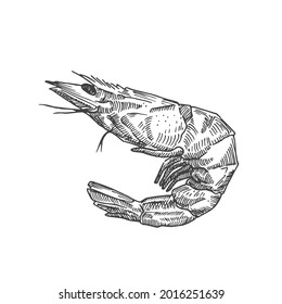 Hand Drawn Shrimp Vector Illustration. Abstract Seafood Sketch. Prawn Engraving Style Drawing. Isolated.