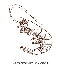 Hand drawn shrimp vector illustration.