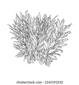 Hand drawn Shrub , Galangal plant vector sketch, architectural illustration