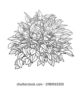 Hand drawn shrub, vector sketch, architectural illustration