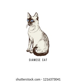 Hand drawn siamese cat. Vector illustration