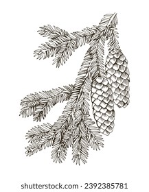 Hand drawn siberian fir tree branch