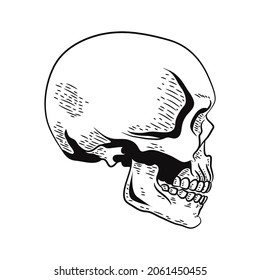 hand drawn side facing skull illustration, black and white skull drawing.