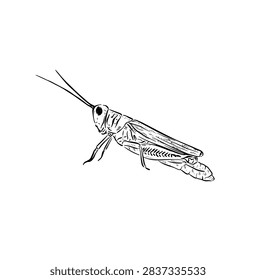 Hand drawn side profile grass hopper, a garden bug that jumps!