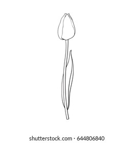 Hand drawn of side view black and white closed tulip flower, sketch style vector illustration isolated on white background. hand drawing of tulip flower, decoration element