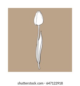 Hand drawn of side view black and white closed tulip flower, sketch style vector illustration isolated on brown background. hand drawing of tulip flower, decoration element