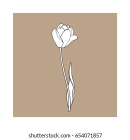 Hand drawn of side view black and white open tulip flower, sketch style vector illustration isolated on brown background. hand drawing of tulip flower, decoration element