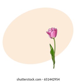 Hand drawn of side view pink open tulip flower, sketch style vector illustration with space for tex. Realistic hand drawing of tulip flower, decoration element