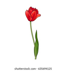 Hand drawn of side view red open tulip flower, sketch style vector illustration isolated on white background. Realistic hand drawing of tulip flower, decoration element