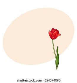 Hand drawn of side view red open tulip flower, sketch style vector illustration with space for tex. Realistic hand drawing of tulip flower, decoration element