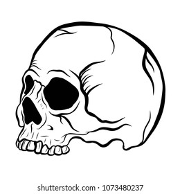 Hand drawn side view skull with line art