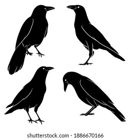 hand drawn silhouette of crow