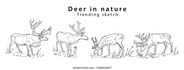Hand drawn silhouette deer in different poses eating grass and standing in nature a trending sketch Doodle style. Vector illustration