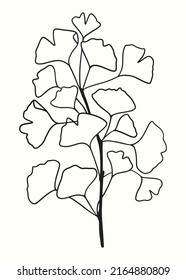 Hand drawn Silhouette of twig of ginkgo biloba tree isolated on white, Hand drawn ginkgo biloba leaf, Hand drawn line silhouette ginkgo biloba tree, hand drawn japanese vector flower line silhouette