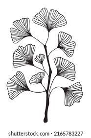 Hand drawn Silhouette of twig of ginkgo biloba tree isolated on white, Hand drawn ginkgo biloba leaf, Hand drawn line silhouette ginkgo biloba tree, hand drawn japanese vector flower line silhouette