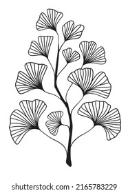 Hand drawn Silhouette of twig of ginkgo biloba tree isolated on white, Hand drawn ginkgo biloba leaf, Hand drawn line silhouette ginkgo biloba tree, hand drawn japanese vector flower line silhouette